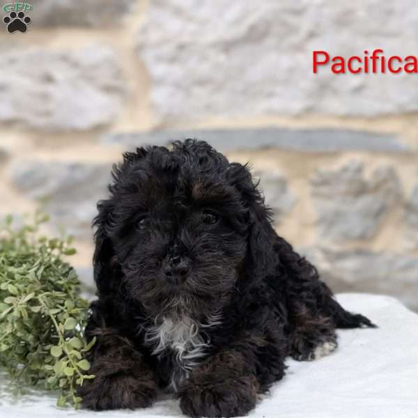 Pasifica, Cavapoo Puppy